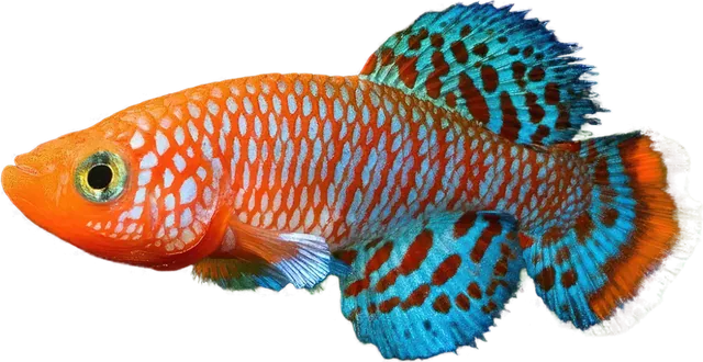 Nothobranchius rachovii, Nothobranchius rachovii