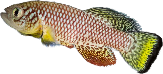 Nothobranchius furzeri, Nothobranchius furzeri