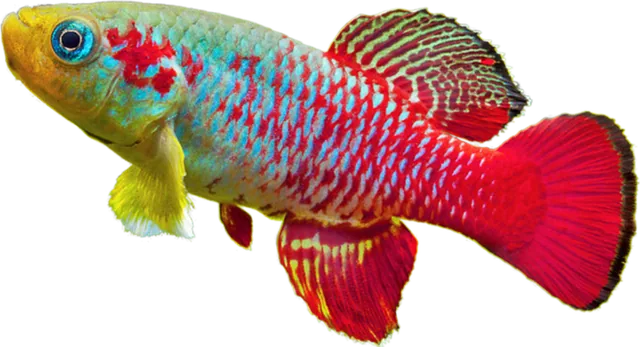 Nothobranchius guentheri, Nothobranchius guentheri