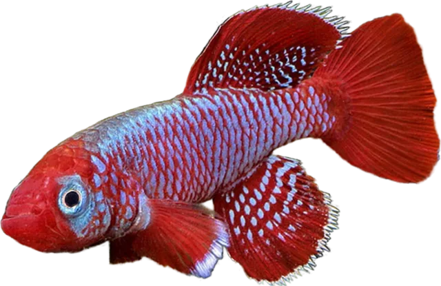 Nothobranchius korthausae, Nothobranchius korthausae
