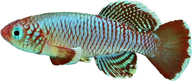 Nothobranchius eggersi, Nothobranchius eggersi