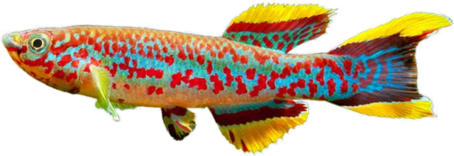 Fundulopanchax gardneri, Fundulopanchax gardneri