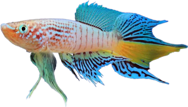 Fundulopanchax sjoestedti, Fundulopanchax sjoestedti