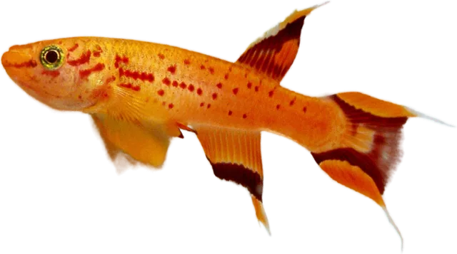 Aphyosemion australe, Aphyosemion australe