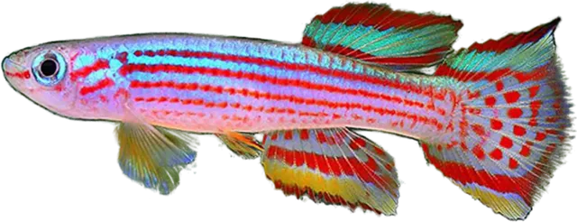 Aphyosemion striatum, Aphyosemion striatum