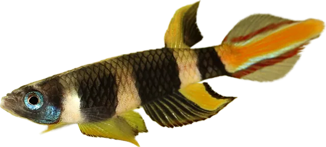 Clown Killifish, Epiplatys annulatus