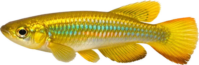 Golden Wonder, Aplocheilus lineatus