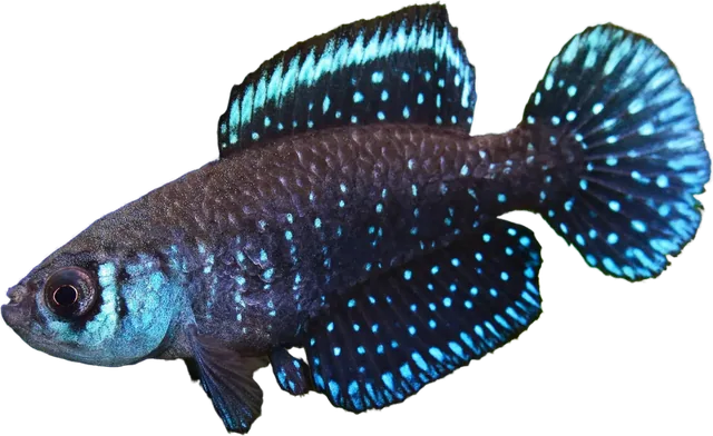Argolebias nigripinnis, Argolebias nigripinnis