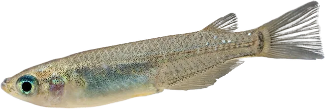 Medaka japonés, Oryzias latipes