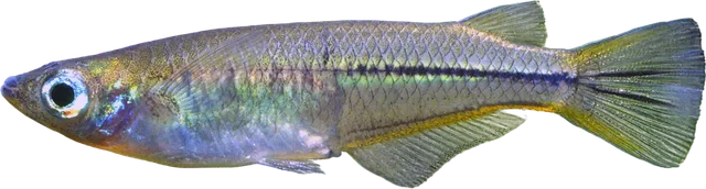Celebes Ricefish, Oryzias celebensis