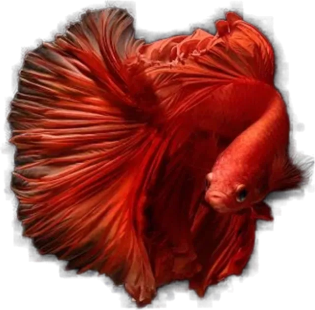 Betta splendens, Betta splendens