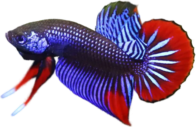 Betta imbellis, Betta imbellis
