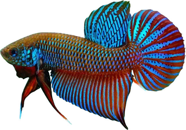 Betta smaragdina, Betta smaragdina