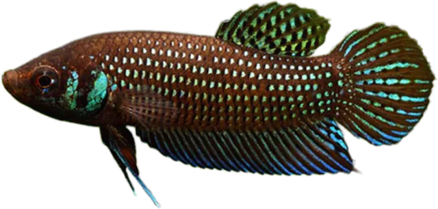 Betta mahachaiensis, Betta mahachaiensis