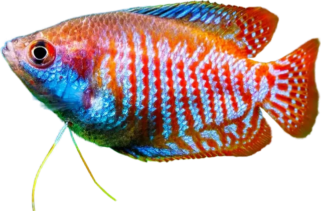 Gourami enano, Trichogaster lalius