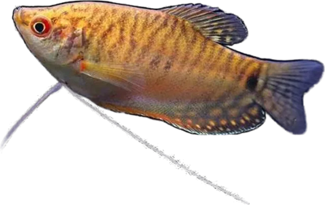 Gourami miel, Trichogaster chuna