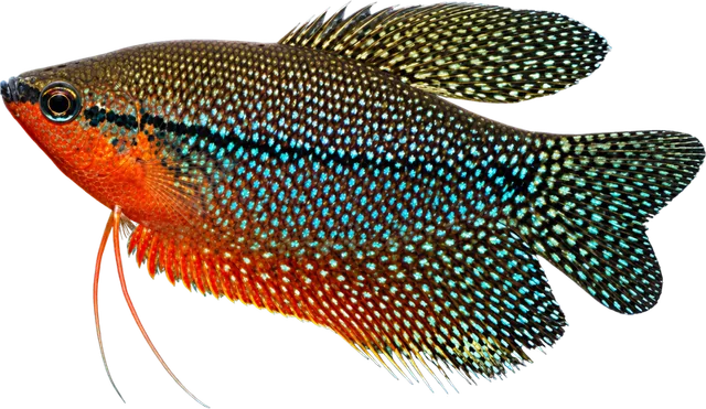 Gourami perla, Trichopodus leerii