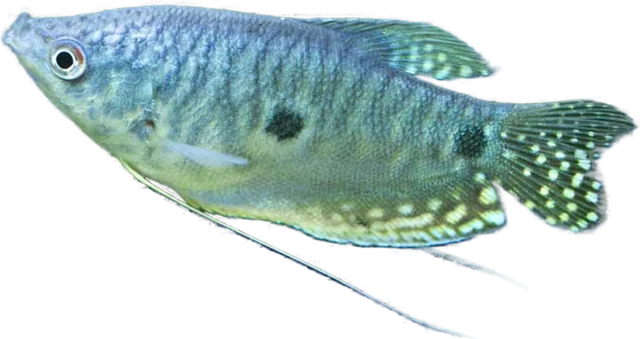 Gourami tres puntos, Trichopodus trichopterus