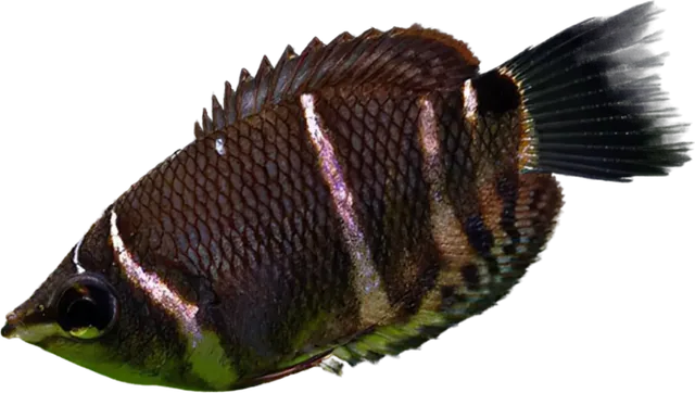 Gourami chocolate, Sphaerichthys osphromenoides