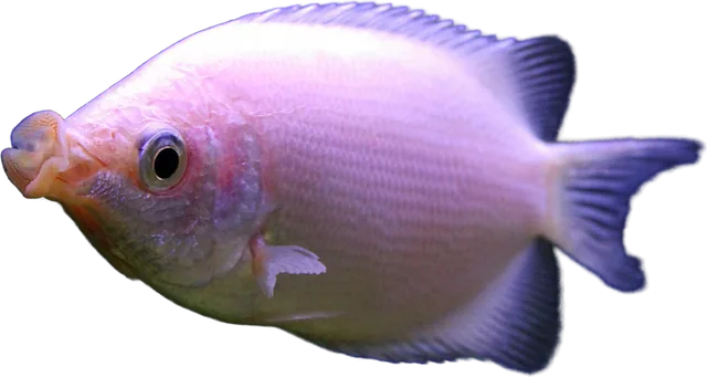 Gourami besador, Helostoma temminckii