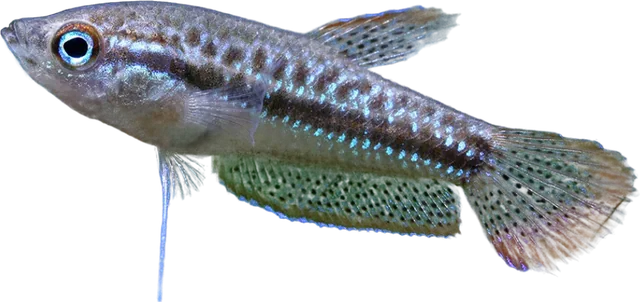 Sparkling Gourami, Trichopsis pumila