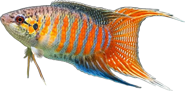 Paradise Fish, Macropodus opercularis