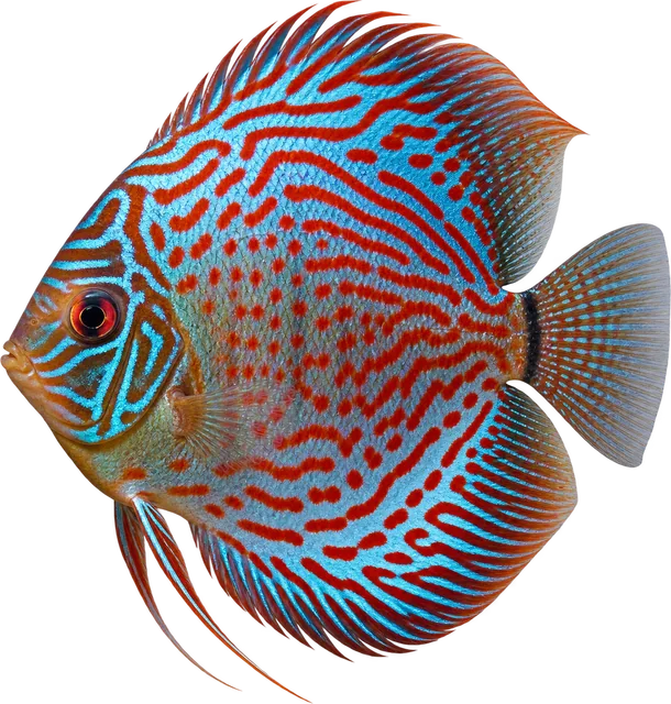 Disco, Symphysodon aequifasciatus