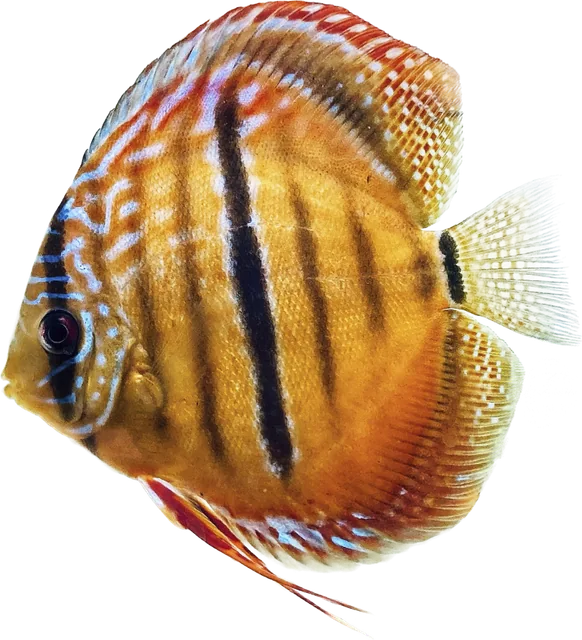Disco Heckel, Symphysodon discus