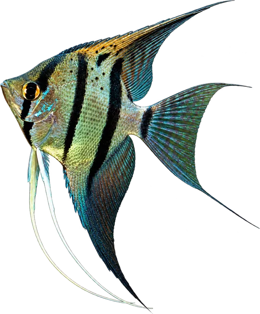 Escalar, Pterophyllum scalare