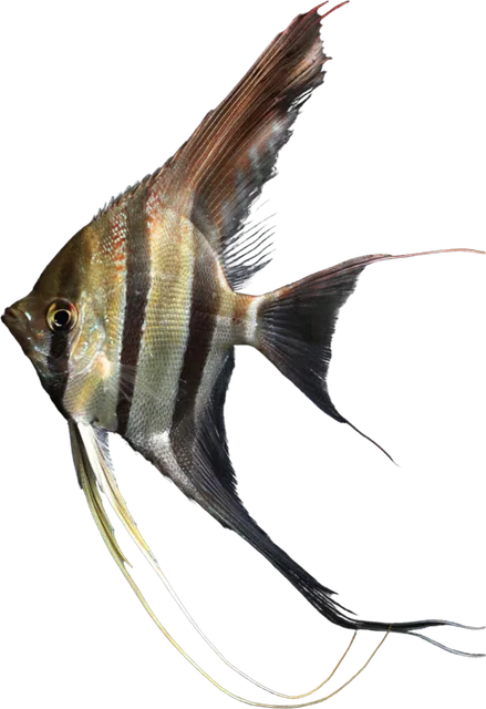 Altum, Pterophyllum altum
