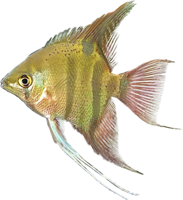 Pterophyllum leopoldi, Pterophyllum leopoldi