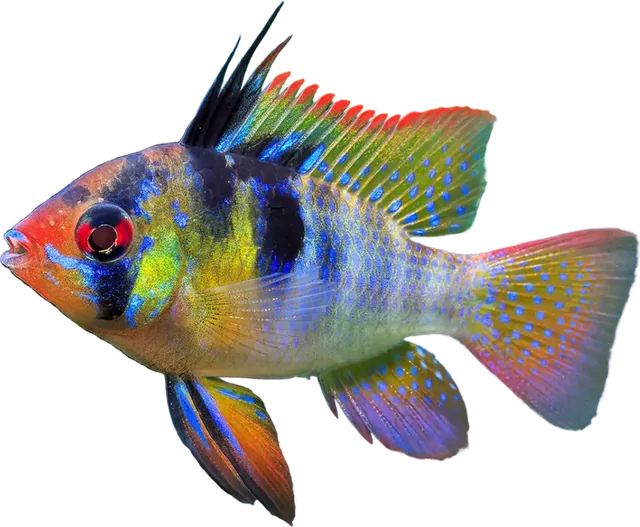 Ramirezi, Mikrogeophagus ramirezi