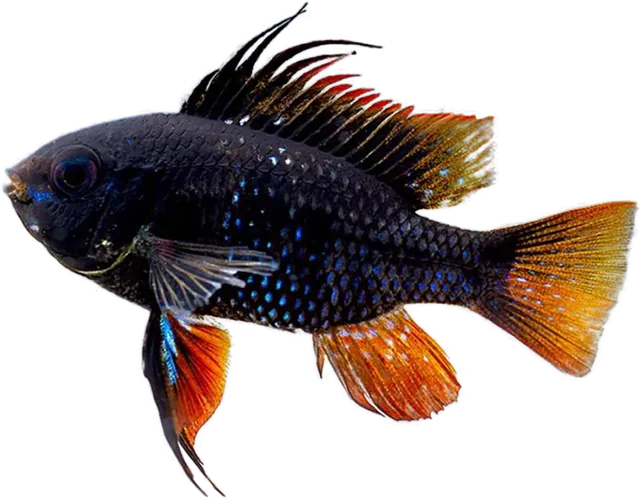 Ramirezi Dark Knight, Mikrogeophagus ramirezi