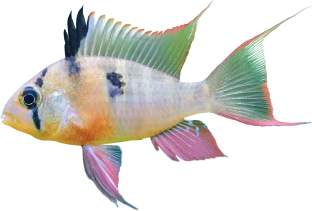 Ram boliviano, Mikrogeophagus altispinosus