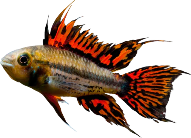 Apistogramma cacatuoides, Apistogramma cacatuoides