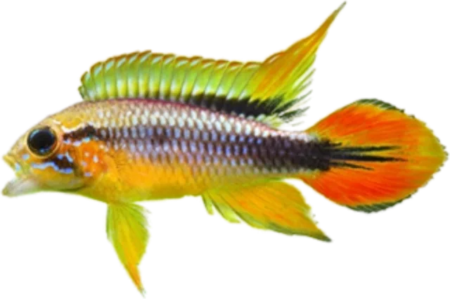 Apistogramma agassizii, Apistogramma agassizii