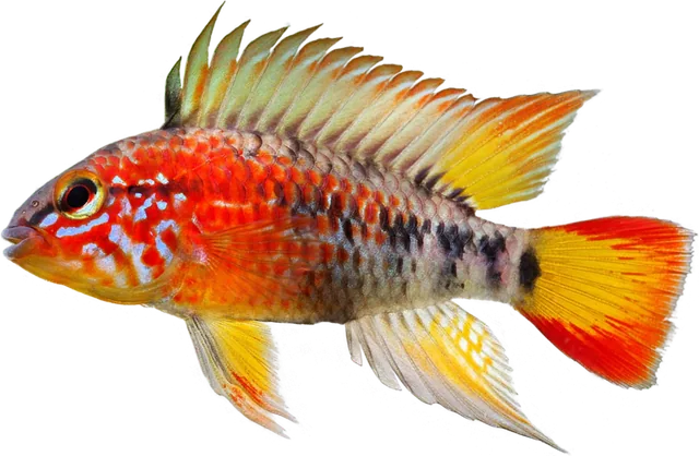 Apistogramma macmasteri, Apistogramma macmasteri