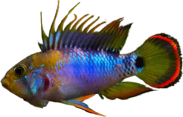Apistogramma baenschi, Apistogramma baenschi
