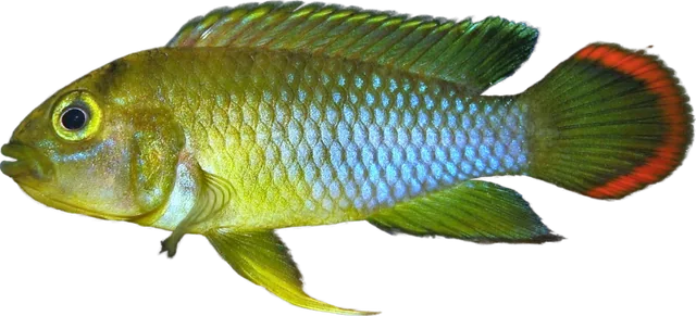 Apistogramma nijsseni, Apistogramma nijsseni