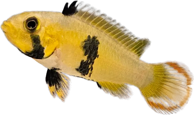 Apistogramma panduro, Apistogramma panduro