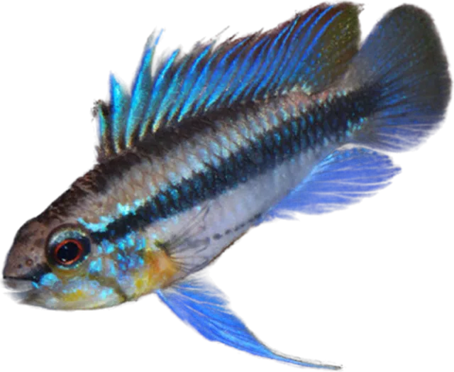 Apistogramma trifasciata, Apistogramma trifasciata