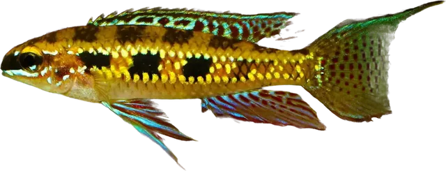 Checkerboard Cichlid, Dicrossus filamentosus