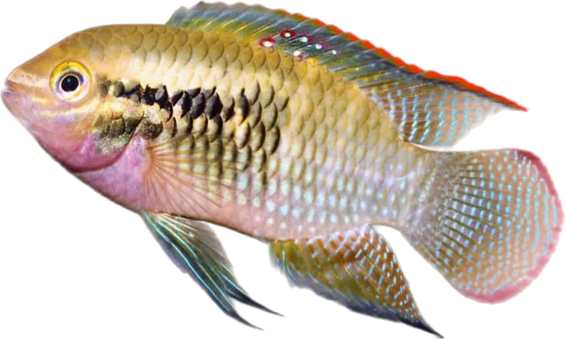Laetacara dorsigera, Laetacara dorsigera