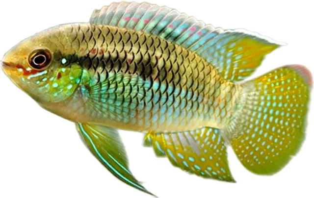 Golden Dwarf Cichlid, Nannacara anomala