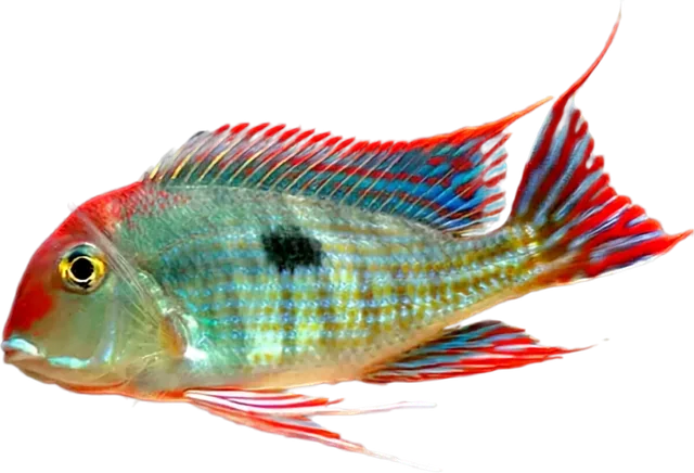 Geophagus pyrocephalus, Geophagus pyrocephalus