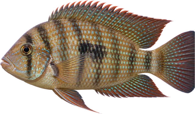 Geophagus sveni, Geophagus sveni