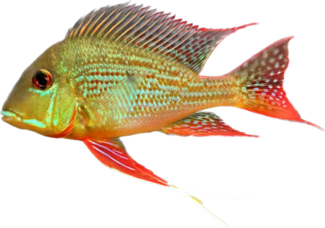 Geophagus altifrons, Geophagus altifrons