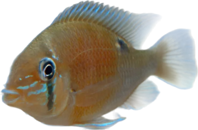 Biotodoma cupido, Biotodoma cupido
