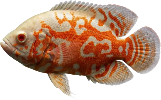 Óscar, Astronotus ocellatus