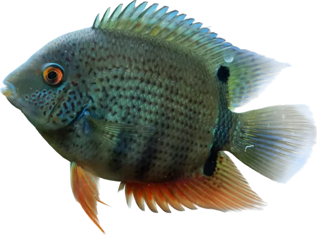 Severum, Heros efasciatus